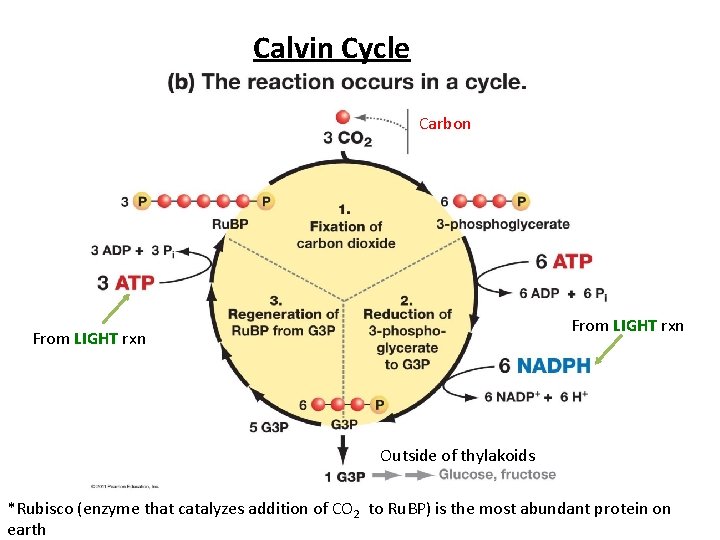 Calvin Cycle Carbon From LIGHT rxn 3 C sugars From LIGHT rxn Outside of