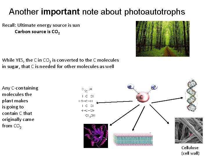 Another important note about photoautotrophs Recall: Ultimate energy source is sun Carbon source is