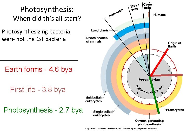 Photosynthesis: When did this all start? Photosynthesizing bacteria were not the 1 st bacteria