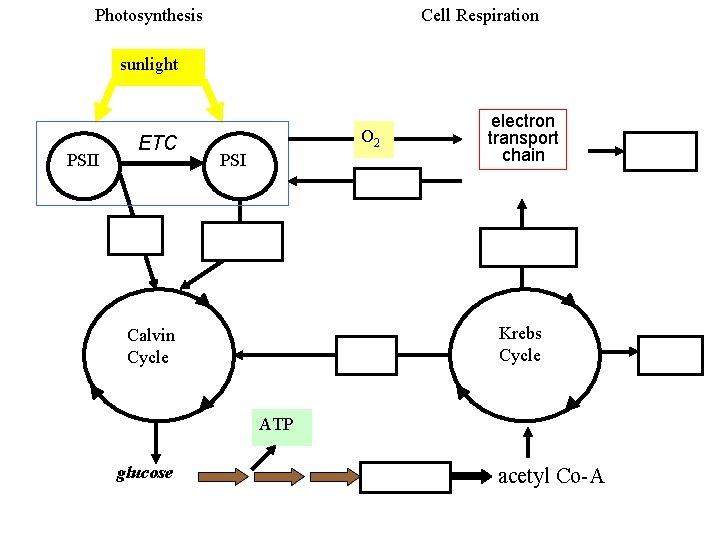 Photosynthesis Cell Respiration sunlight PSII ETC O 2 PSI electron transport chain Krebs Cycle