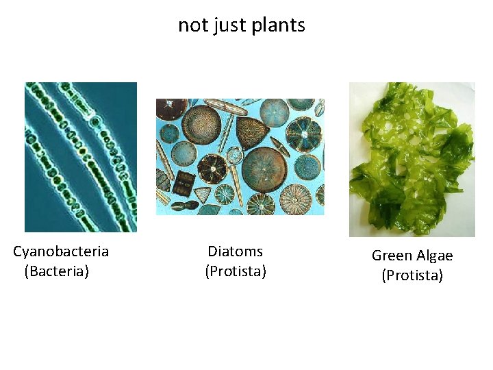 not just plants Cyanobacteria (Bacteria) Diatoms (Protista) Green Algae (Protista) 