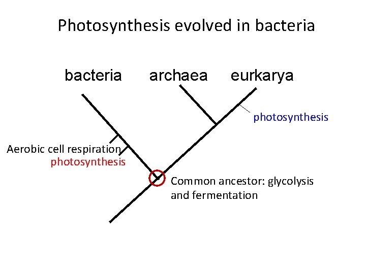 Photosynthesis evolved in bacteria archaea eurkarya photosynthesis Aerobic cell respiration photosynthesis Common ancestor: glycolysis