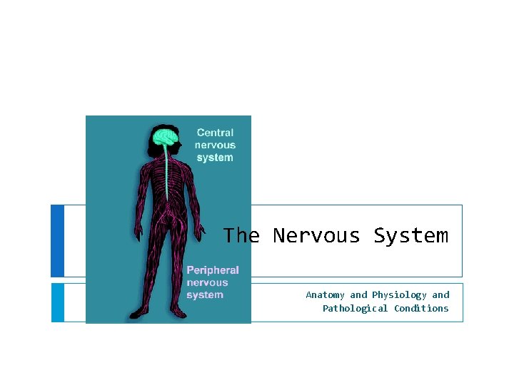 The Nervous System Anatomy and Physiology and Pathological Conditions 