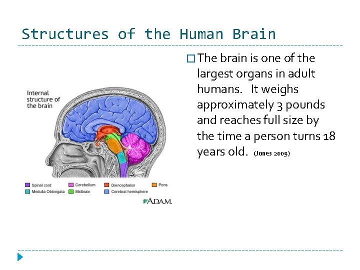 Structures of the Human Brain � The brain is one of the largest organs