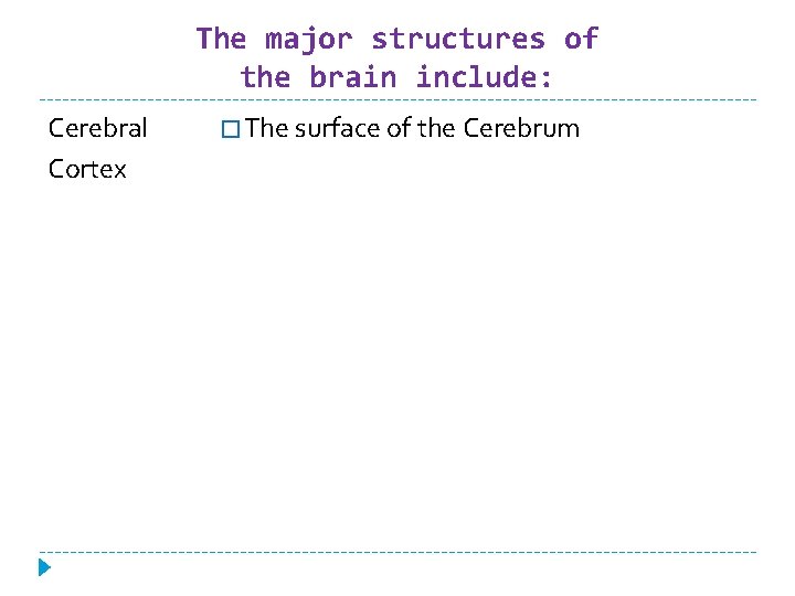 The major structures of the brain include: Cerebral Cortex � The surface of the
