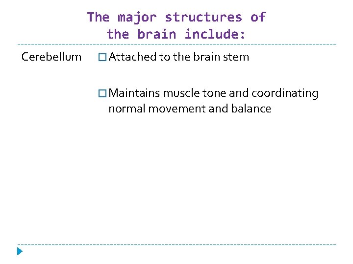 The major structures of the brain include: Cerebellum � Attached to the brain stem