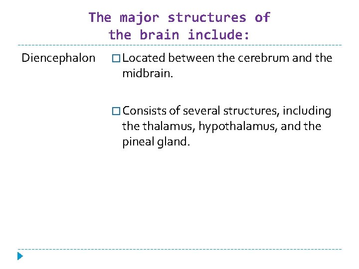 The major structures of the brain include: Diencephalon � Located between the cerebrum and