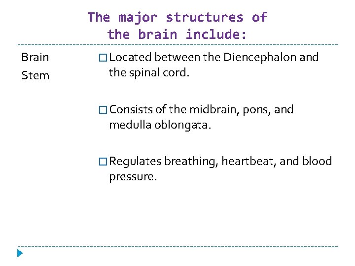 The major structures of the brain include: Brain Stem � Located between the Diencephalon