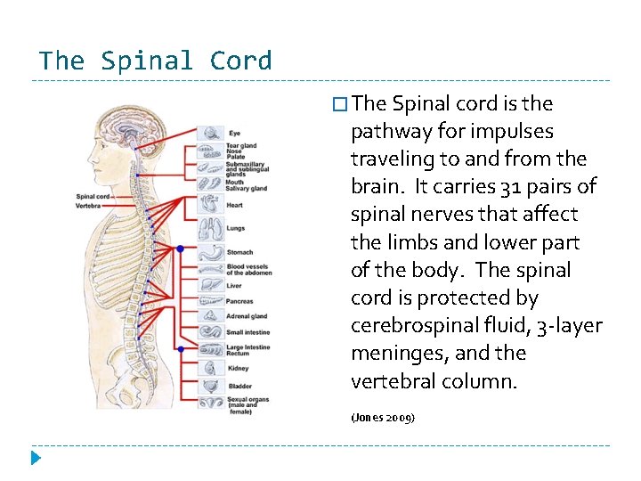 The Spinal Cord � The Spinal cord is the pathway for impulses traveling to