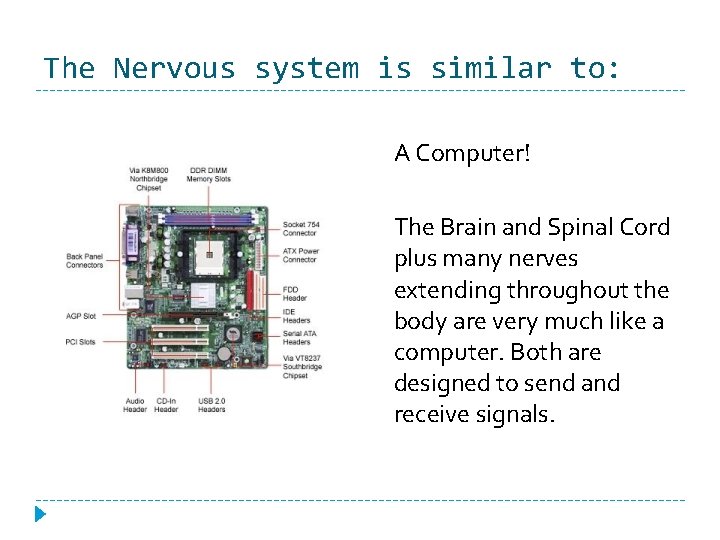 The Nervous system is similar to: A Computer! The Brain and Spinal Cord plus