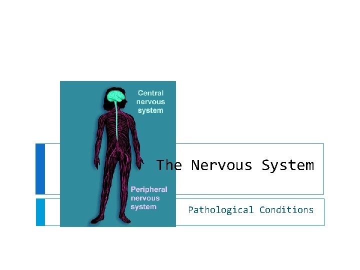 The Nervous System Pathological Conditions 