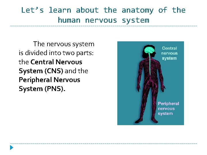 Let’s learn about the anatomy of the human nervous system The nervous system is