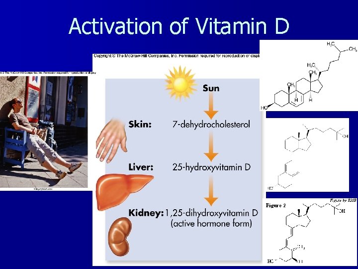 Activation of Vitamin D 