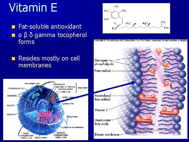 Vitamin E Fat-soluble antioxidant n α β δ gamma tocopherol forms n n Resides