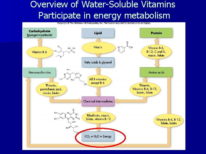 Overview of Water-Soluble Vitamins Participate in energy metabolism 