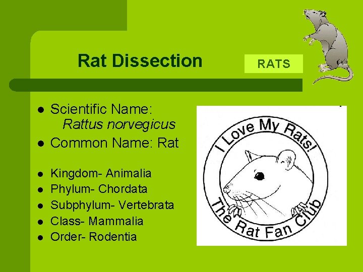 Rat Dissection l l l l Scientific Name: Rattus norvegicus Common Name: Rat Kingdom-