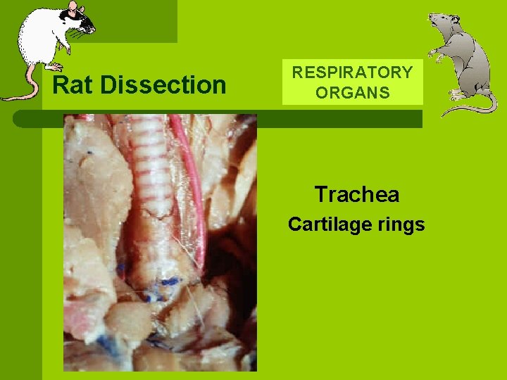 Rat Dissection RESPIRATORY ORGANS Trachea Cartilage rings 