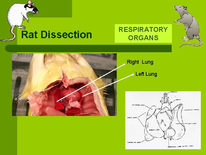 Rat Dissection RESPIRATORY ORGANS Right Lung Left Lung 