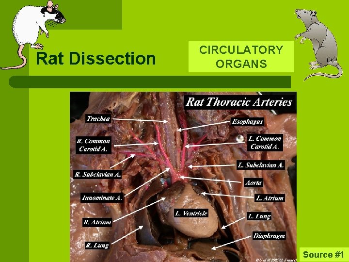 Rat Dissection CIRCULATORY ORGANS Source #1 