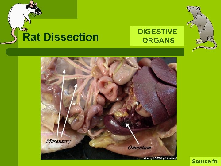 Rat Dissection DIGESTIVE ORGANS Source #1 