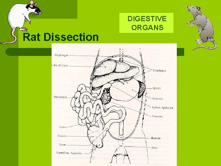  DIGESTIVE Rat Dissection ORGANS 