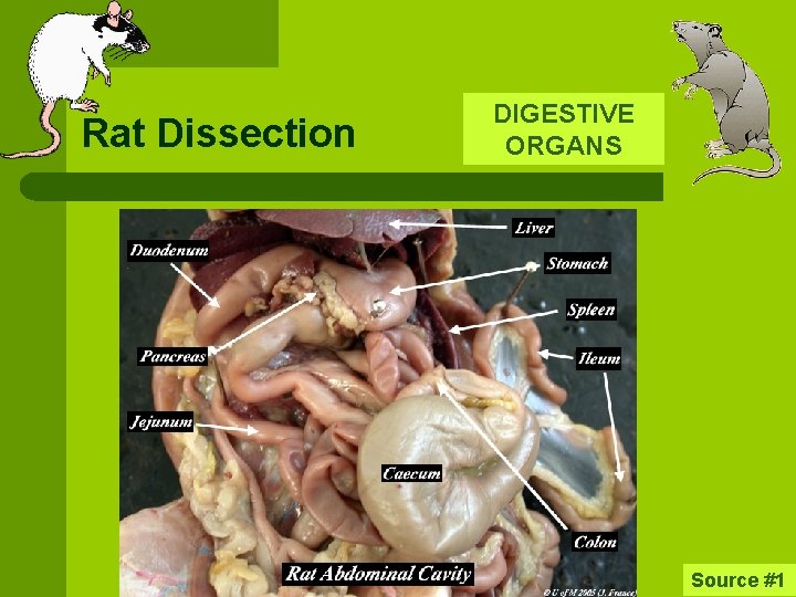 Rat Dissection DIGESTIVE ORGANS Source #1 