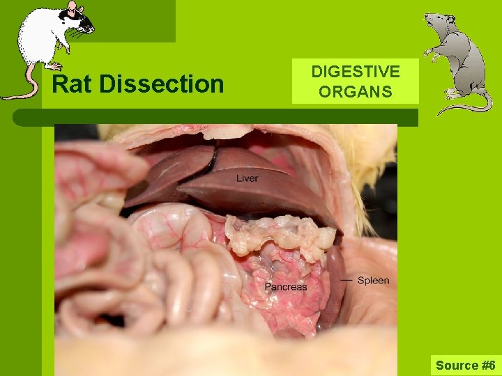 Rat Dissection DIGESTIVE ORGANS Source #6 