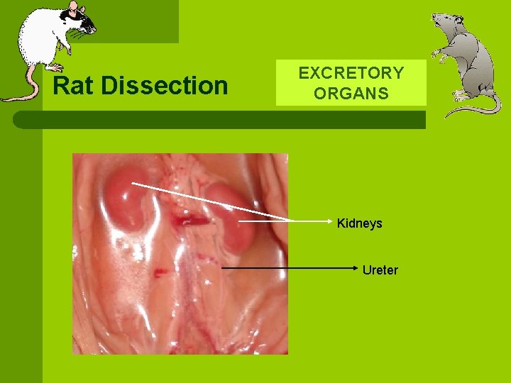 Rat Dissection EXCRETORY ORGANS Kidneys Ureter 