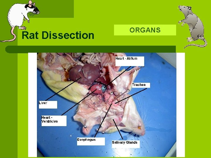 Rat Dissection ORGANS 