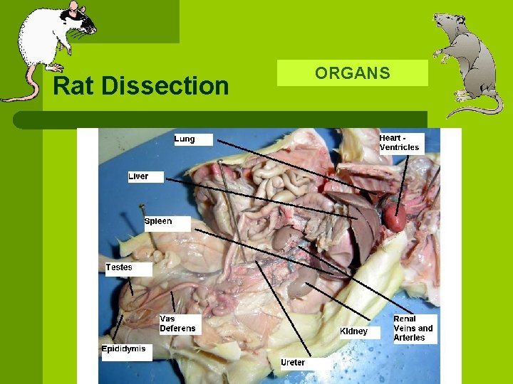 Rat Dissection ORGANS 