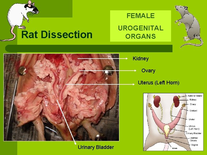 FEMALE Rat Dissection UROGENITAL ORGANS Kidney Ovary Uterus (Left Horn) Urinary Bladder 