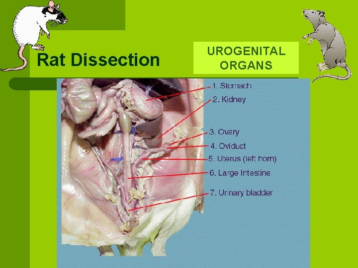 Rat Dissection UROGENITAL ORGANS 