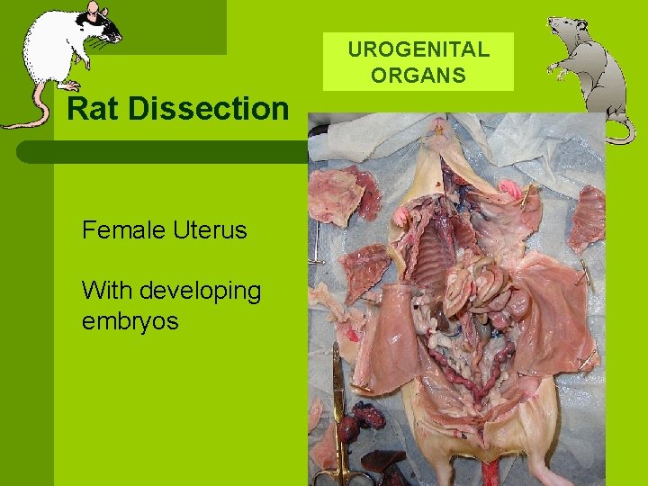 UROGENITAL ORGANS Rat Dissection Female Uterus With developing embryos 