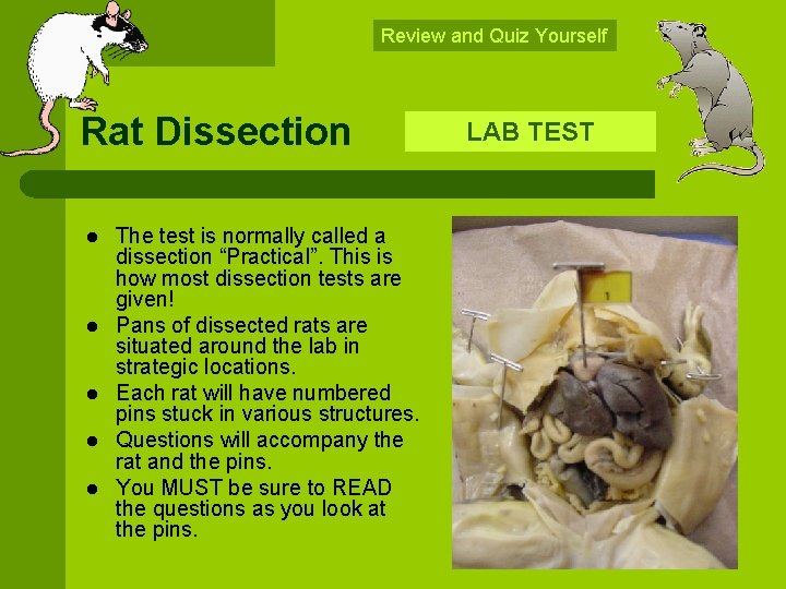 Review and Quiz Yourself Rat Dissection l l l The test is normally called