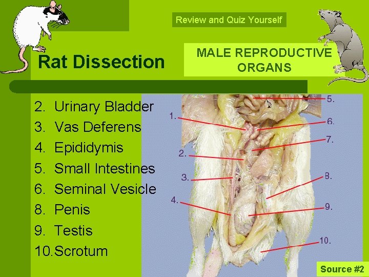 Review and Quiz Yourself Rat Dissection MALE REPRODUCTIVE ORGANS 2. Urinary Bladder 3. Vas