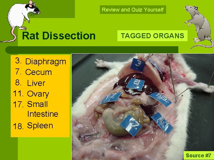 Review and Quiz Yourself Rat Dissection TAGGED ORGANS 3. Diaphragm 7. Cecum 8. Liver