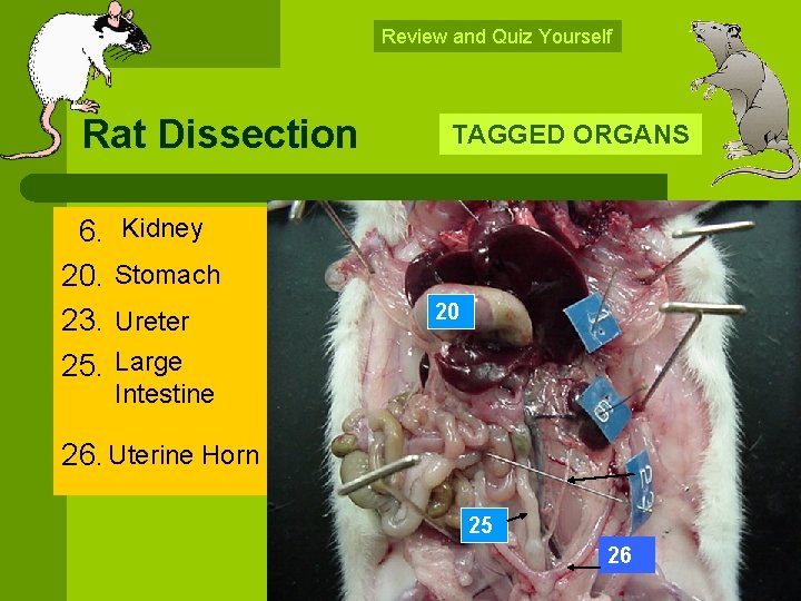 Review and Quiz Yourself Rat Dissection 6. Kidney 20. Stomach 23. Ureter 25. Large