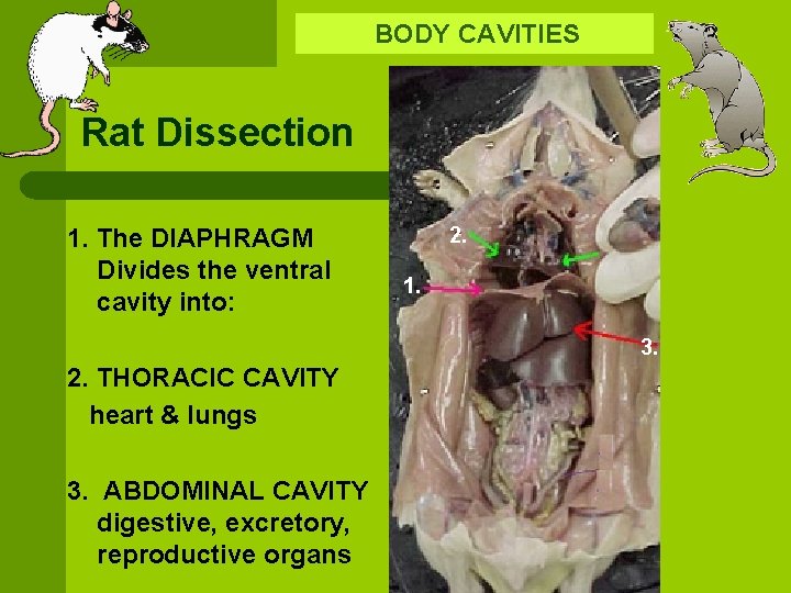  BODY CAVITIES Rat Dissection 1. The DIAPHRAGM Divides the ventral cavity into: 2.