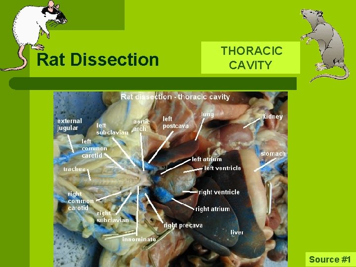 Rat Dissection THORACIC CAVITY Source #1 