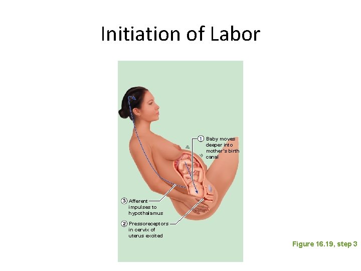 Initiation of Labor Baby moves deeper into mother’s birth canal Afferent impulses to hypothalamus Initiation of Labor Baby moves deeper into mother’s birth canal Afferent impulses to hypothalamus