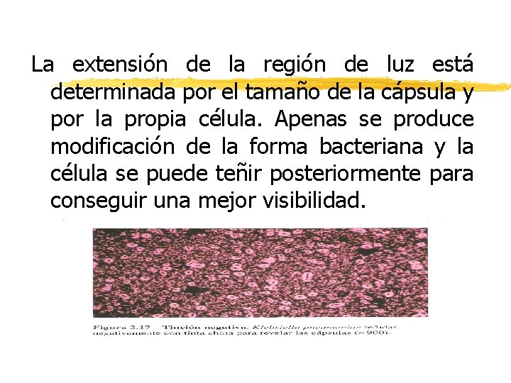 La extensión de la región de luz está determinada por el tamaño de la