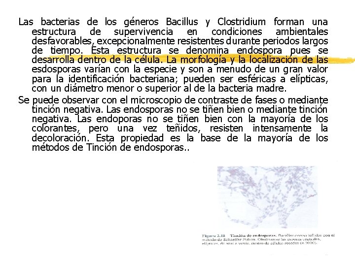 Las bacterias de los géneros Bacillus y Clostridium forman una estructura de supervivencia en