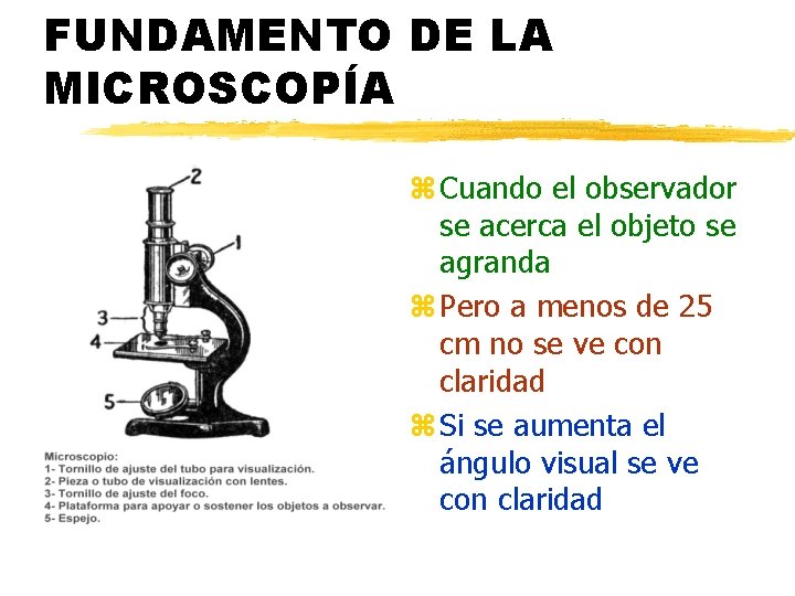 FUNDAMENTO DE LA MICROSCOPÍA z Cuando el observador se acerca el objeto se agranda