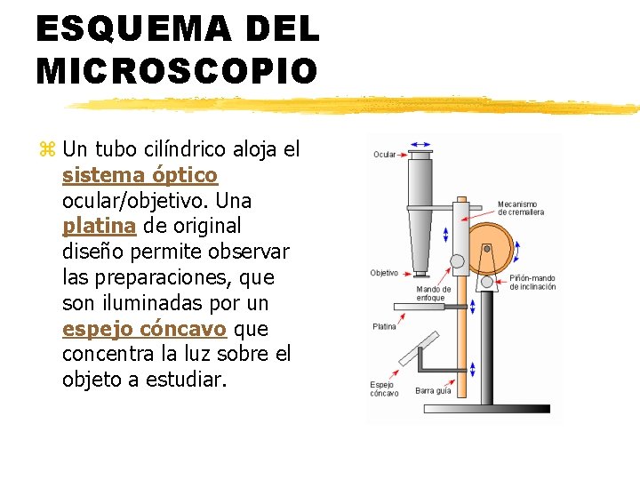 ESQUEMA DEL MICROSCOPIO z Un tubo cilíndrico aloja el sistema óptico ocular/objetivo. Una platina