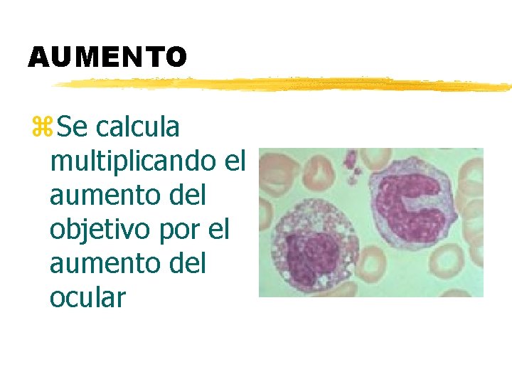 AUMENTO z. Se calcula multiplicando el aumento del objetivo por el aumento del ocular