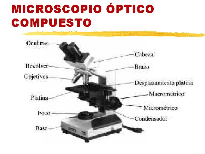 MICROSCOPIO ÓPTICO COMPUESTO 