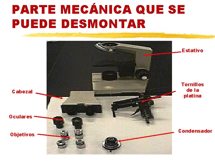 PARTE MECÁNICA QUE SE PUEDE DESMONTAR Estativo Cabezal Tornillos de la platina Oculares Objetivos