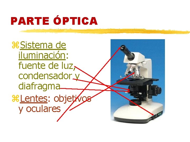 PARTE ÓPTICA z. Sistema de iluminación: fuente de luz, condensador y diafragma z. Lentes: