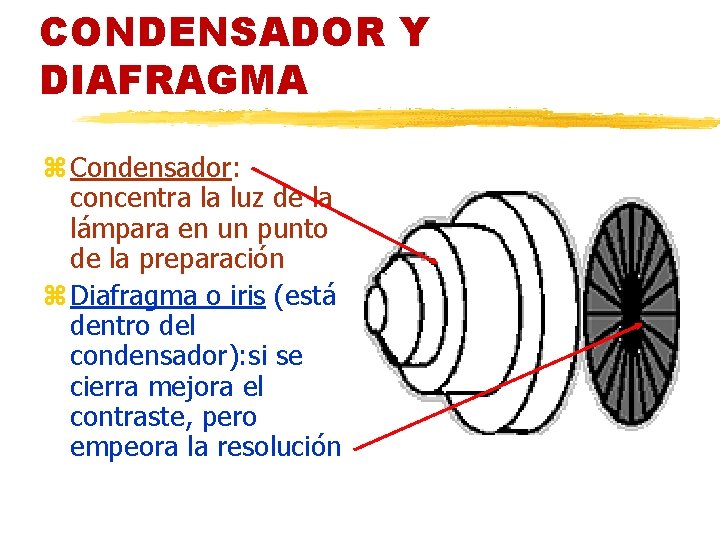 CONDENSADOR Y DIAFRAGMA z Condensador: concentra la luz de la lámpara en un punto