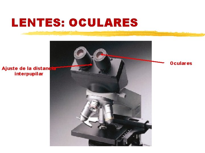 LENTES: OCULARES Ajuste de la distancia interpupilar Oculares 